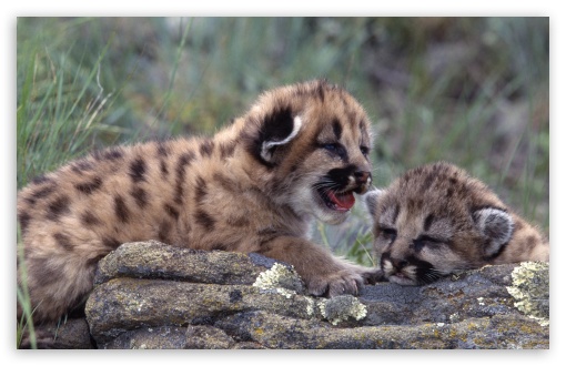 feline cubs