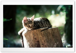 Feral Kitten Ultra HD Wallpaper for 4K UHD Widescreen desktop, tablet & smartphone