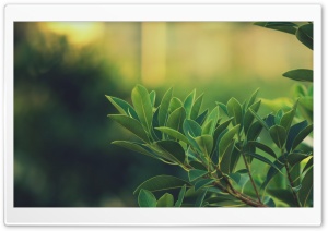 Ficus Leaves Ultra HD Wallpaper for 4K UHD Widescreen desktop, tablet & smartphone