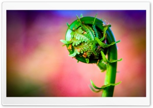 Fiddlehead Fern, Macro, Colorful Ultra HD Wallpaper for 4K UHD Widescreen desktop, tablet & smartphone