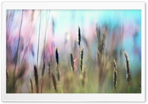 Field Grass Ultra HD Wallpaper for 4K UHD Widescreen desktop, tablet & smartphone