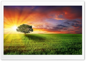 Field Landscape Ultra HD Wallpaper for 4K UHD Widescreen desktop, tablet & smartphone