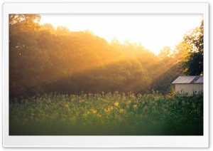 Field Of Corn At Sunrise Ultra HD Wallpaper for 4K UHD Widescreen desktop, tablet & smartphone