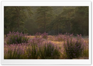 Field of Fireweed, Nature Photography Ultra HD Wallpaper for 4K UHD Widescreen desktop, tablet & smartphone