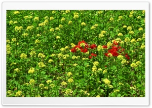 Field Of Flowers 3 Ultra HD Wallpaper for 4K UHD Widescreen desktop, tablet & smartphone