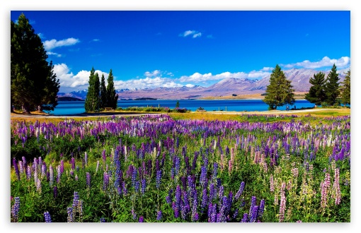 Field of Violet Flowers and a Blue Lake UltraHD Wallpaper for Wide 16:10 Widescreen WHXGA WQXGA WUXGA WXGA ;