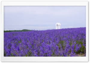 Field Of Wildflowers 17 Ultra HD Wallpaper for 4K UHD Widescreen desktop, tablet & smartphone