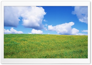 Field Of Wildflowers 20 Ultra HD Wallpaper for 4K UHD Widescreen desktop, tablet & smartphone