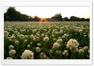 Field Of Wildflowers 24 Ultra HD Wallpaper for 4K UHD Widescreen desktop, tablet & smartphone