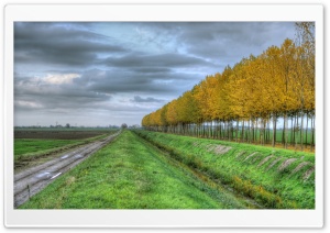 Field Road Yellow Trees Ultra HD Wallpaper for 4K UHD Widescreen desktop, tablet & smartphone