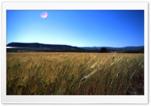Field, Sun Reflected Ultra HD Wallpaper for 4K UHD Widescreen desktop, tablet & smartphone