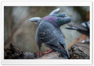 Fighting Pigeons Ultra HD Wallpaper for 4K UHD Widescreen desktop, tablet & smartphone