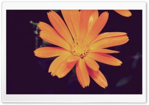 Fiore4 Ultra HD Wallpaper for 4K UHD Widescreen desktop, tablet & smartphone