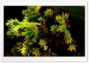 Fiore Verde Ultra HD Wallpaper for 4K UHD Widescreen desktop, tablet & smartphone