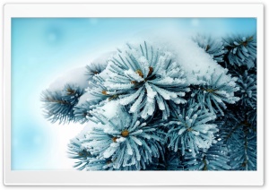 Fir Branch Ultra HD Wallpaper for 4K UHD Widescreen desktop, tablet & smartphone