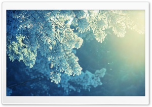 Fir Foliage Ultra HD Wallpaper for 4K UHD Widescreen desktop, tablet & smartphone