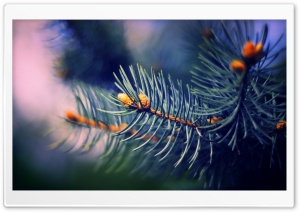 Fir Needles Macro Ultra HD Wallpaper for 4K UHD Widescreen desktop, tablet & smartphone