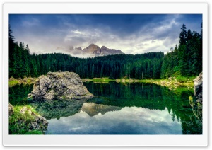 Fir Tree Forest Ultra HD Wallpaper for 4K UHD Widescreen desktop, tablet & smartphone