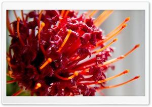 Firework Flower Ultra HD Wallpaper for 4K UHD Widescreen desktop, tablet & smartphone