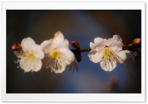 First Sign Of Spring Ultra HD Wallpaper for 4K UHD Widescreen desktop, tablet & smartphone