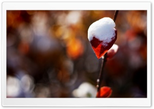 First Snow Ultra HD Wallpaper for 4K UHD Widescreen desktop, tablet & smartphone