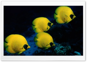 Fish Ultra HD Wallpaper for 4K UHD Widescreen desktop, tablet & smartphone