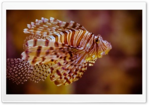 Fish - Atlantis Paradise Island Ultra HD Wallpaper for 4K UHD Widescreen desktop, tablet & smartphone