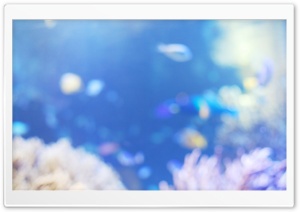 Fish Aquarium Ultra HD Wallpaper for 4K UHD Widescreen desktop, tablet & smartphone