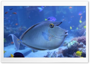 Fishe Ultra HD Wallpaper for 4K UHD Widescreen desktop, tablet & smartphone