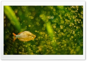 Fishy Ultra HD Wallpaper for 4K UHD Widescreen desktop, tablet & smartphone