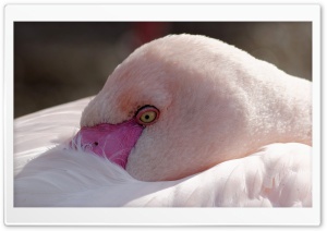 Flamingo at Zoo Hellbrunn Salzburg Ultra HD Wallpaper for 4K UHD Widescreen desktop, tablet & smartphone