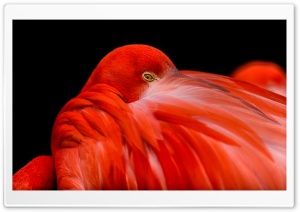 Flamingo Bird Ultra HD Wallpaper for 4K UHD Widescreen desktop, tablet & smartphone