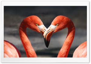 Flamingos Ultra HD Wallpaper for 4K UHD Widescreen desktop, tablet & smartphone
