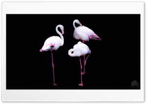 Flamingos Ultra HD Wallpaper for 4K UHD Widescreen desktop, tablet & smartphone
