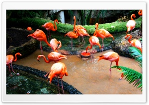 Fleming Birds Ultra HD Wallpaper for 4K UHD Widescreen desktop, tablet & smartphone
