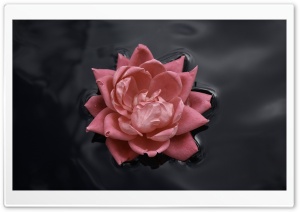 Floating Flower Ultra HD Wallpaper for 4K UHD Widescreen desktop, tablet & smartphone