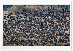 Flock of Birds Ultra HD Wallpaper for 4K UHD Widescreen desktop, tablet & smartphone