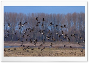 Flock Of Wild Ducks Ultra HD Wallpaper for 4K UHD Widescreen desktop, tablet & smartphone