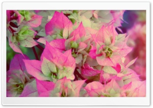 Floral Intervention Ultra HD Wallpaper for 4K UHD Widescreen desktop, tablet & smartphone