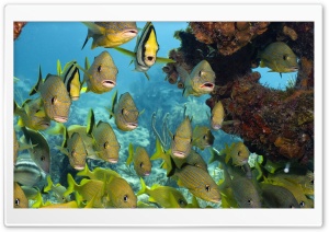 Florida Keys National Marine Sanctuary Ultra HD Wallpaper for 4K UHD Widescreen desktop, tablet & smartphone
