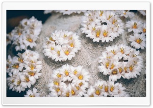 Flourished Cactus Ultra HD Wallpaper for 4K UHD Widescreen desktop, tablet & smartphone