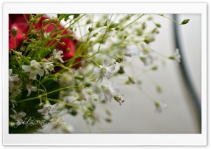 Flower_09 Ultra HD Wallpaper for 4K UHD Widescreen desktop, tablet & smartphone