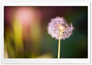 Flower Ultra HD Wallpaper for 4K UHD Widescreen desktop, tablet & smartphone
