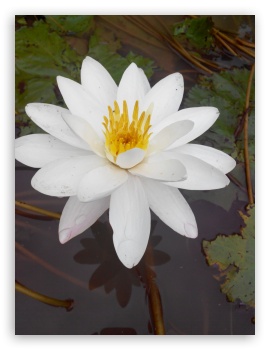 Flower UltraHD Wallpaper for iPad 1/2/Mini ; Mobile 4:3 - UXGA XGA SVGA ;