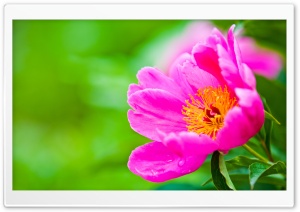 FLOWER Ultra HD Wallpaper for 4K UHD Widescreen desktop, tablet & smartphone