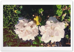 flower Ultra HD Wallpaper for 4K UHD Widescreen desktop, tablet & smartphone