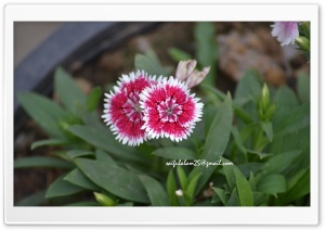 flower_100 Ultra HD Wallpaper for 4K UHD Widescreen desktop, tablet & smartphone
