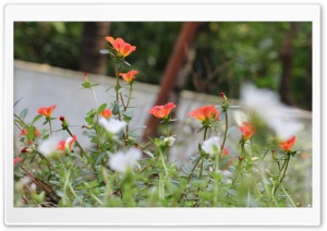 Flower 002 Ultra HD Wallpaper for 4K UHD Widescreen desktop, tablet & smartphone
