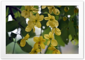 flower_40 Ultra HD Wallpaper for 4K UHD Widescreen desktop, tablet & smartphone