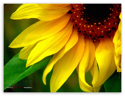 Flower UltraHD Wallpaper for Standard 4:3 Fullscreen UXGA XGA SVGA ; iPad 1/2/Mini ; Mobile 4:3 - UXGA XGA SVGA ;